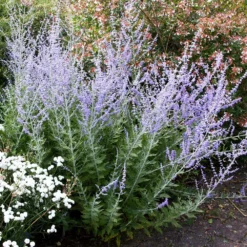 Perovskia 'Blue Spire' -Deals Green4Ever Store pl0000004182 card4 lg