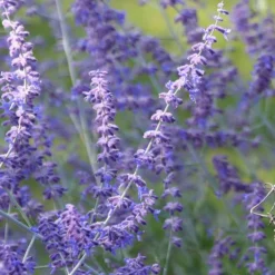 Perovskia 'Blue Spire' -Deals Green4Ever Store pl0000004182 card5 lg