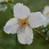 Philadelphus 'Belle Étoile'