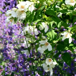 Philadelphus 'Belle Étoile' -Deals Green4Ever Store pl0000004184 card3 lg