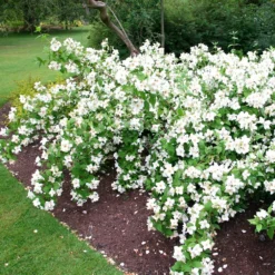 Philadelphus 'Belle Étoile' -Deals Green4Ever Store pl0000004184 card4 lg