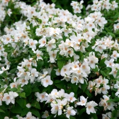 Philadelphus 'Belle Étoile' -Deals Green4Ever Store pl0000004184 card5 lg