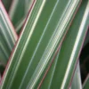 Phormium Cookianum Subsp. Hookeri 'Tricolor'
