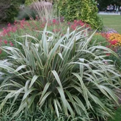 Phormium Cookianum Subsp. Hookeri 'Tricolor' -Deals Green4Ever Store pl0000004203 card2 lg