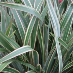 Phormium Cookianum Subsp. Hookeri 'Tricolor' -Deals Green4Ever Store pl0000004203 card3 lg