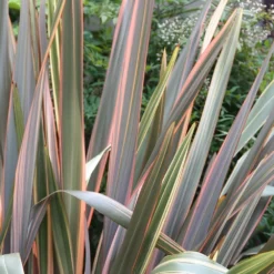Phormium 'Maori Queen' -Deals Green4Ever Store pl0000004214 card3 lg