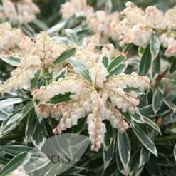 Pieris 'Flaming Silver' -Deals Green4Ever Store pl0000004236 card2 lg