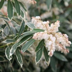 Pieris 'Flaming Silver' -Deals Green4Ever Store pl0000004236 card3 lg