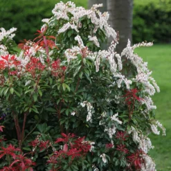 Pieris 'Forest Flame' -Deals Green4Ever Store pl0000004237 card3 lg