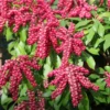 Pieris Japonica 'Valley Valentine'