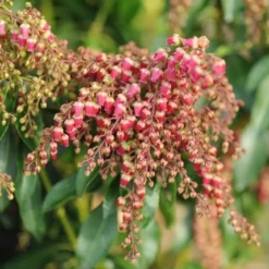 Pieris Japonica 'Valley Valentine' -Deals Green4Ever Store pl0000004244 card2 lg