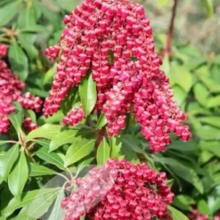 Pieris Japonica 'Valley Valentine' -Deals Green4Ever Store pl0000004244 card3 lg