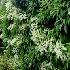 Pileostegia Viburnoides -Deals Green4Ever Store pl0000004247 card2 lg scaled