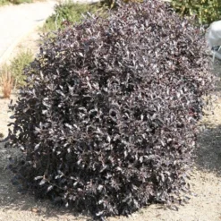 Pittosporum Tenuifolium 'Tom Thumb' -Deals Green4Ever Store pl0000004262 card2 lg