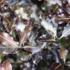 Pittosporum Tenuifolium 'Tom Thumb' -Deals Green4Ever Store pl0000004262 card3 lg