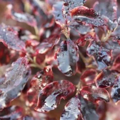 Pittosporum Tenuifolium 'Tom Thumb' -Deals Green4Ever Store pl0000004262 card4 lg