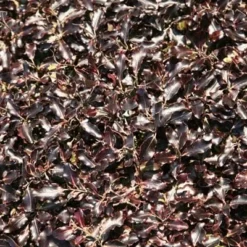 Pittosporum Tenuifolium 'Tom Thumb' -Deals Green4Ever Store pl0000004262 card5 lg