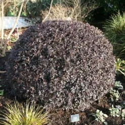 Pittosporum Tenuifolium 'Tom Thumb' -Deals Green4Ever Store pl0000004262 card6 lg