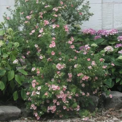 Potentilla Fruticosa 'Pink Beauty' (PBR) -Deals Green4Ever Store pl0000004280 card2 lg