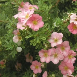 Potentilla Fruticosa 'Pink Beauty' (PBR) -Deals Green4Ever Store pl0000004280 card3 lg