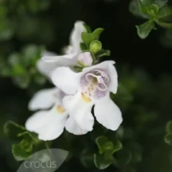 Prostanthera Cuneata -Deals Green4Ever Store pl0000004294 card4 lg