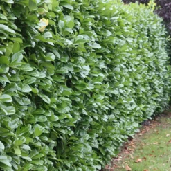 Prunus Laurocerasus 'Rotundifolia' -Deals Green4Ever Store pl0000004306 card3 lg