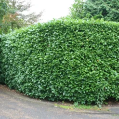 Prunus Laurocerasus 'Rotundifolia' -Deals Green4Ever Store pl0000004306 card4 lg