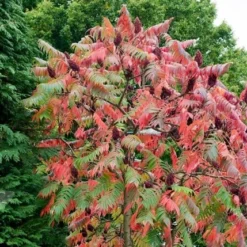 Rhus Typhina -Deals Green4Ever Store pl0000004323 card3 lg