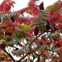 Rhus Typhina -Deals Green4Ever Store pl0000004323 card4 lg