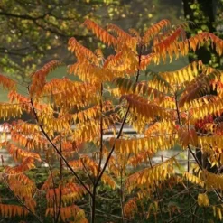 Rhus Typhina -Deals Green4Ever Store pl0000004323 card5 lg