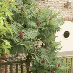 Rhus Typhina -Deals Green4Ever Store pl0000004323 card6 lg