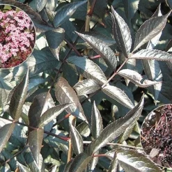 Sambucus Nigra F. Porphyrophylla 'Gerda' (PBR) -Deals Green4Ever Store pl0000004353 card3 lg
