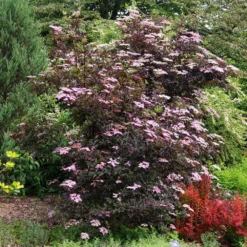 Sambucus Nigra F. Porphyrophylla 'Gerda' (PBR) -Deals Green4Ever Store pl0000004353 card4 lg