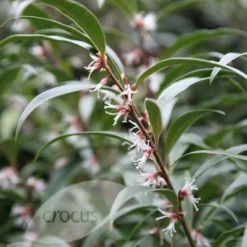 Sarcococca Hookeriana Var. Digyna -Deals Green4Ever Store pl0000004368 card3 lg