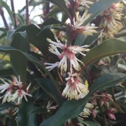 Sarcococca Hookeriana Var. Digyna -Deals Green4Ever Store pl0000004368 card4 lg