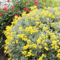 Brachyglottis (Dunedin Group) 'Sunshine' -Deals Green4Ever Store pl0000004376 card3 lg