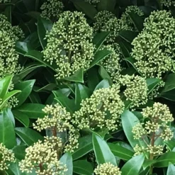 Skimmia Japonica 'Fragrant Cloud' (male) -Deals Green4Ever Store pl0000004382 card2 lg