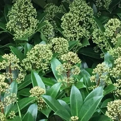 Skimmia Japonica 'Fragrant Cloud' (male) -Deals Green4Ever Store pl0000004382 card3 lg