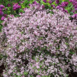 Syringa Meyeri 'Palibin' -Deals Green4Ever Store pl0000004435 card2 lg