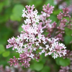 Syringa Meyeri 'Palibin' -Deals Green4Ever Store pl0000004435 card3 lg