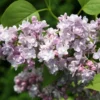 Syringa Vulgaris 'Katherine Havemeyer'
