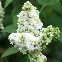 Syringa Vulgaris 'Madame Lemoine' -Deals Green4Ever Store pl0000004449 card3 lg