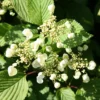 Viburnum Plicatum F. Tomentosum 'Mariesii'
