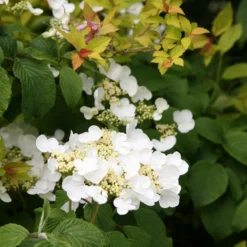 Viburnum Plicatum F. Tomentosum 'Mariesii' -Deals Green4Ever Store pl0000004476 card4 lg