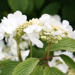 Viburnum Plicatum F. Tomentosum 'Mariesii' -Deals Green4Ever Store pl0000004476 card5 lg