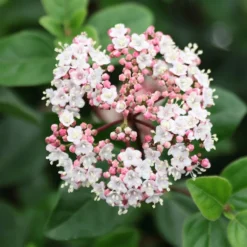 Viburnum Tinus 'Eve Price'