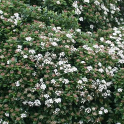 Viburnum Tinus 'Eve Price' -Deals Green4Ever Store pl0000004483 card3 lg