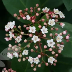 Viburnum Tinus 'Eve Price' -Deals Green4Ever Store pl0000004483 card4 lg
