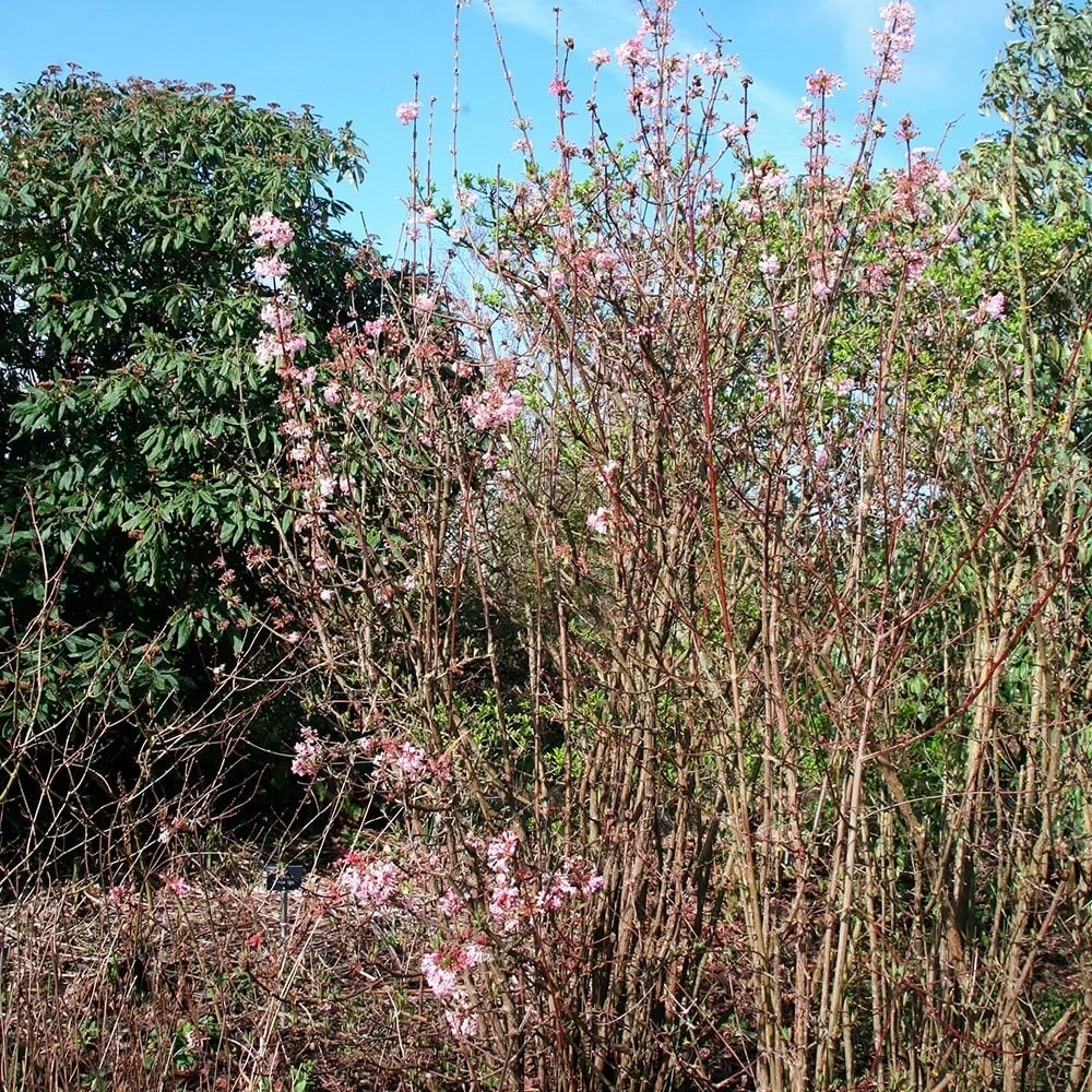 Viburnum × Bodnantense 'Charles Lamont' 2 Viburnum × Bodnantense 'Charles Lamont' - Image 2