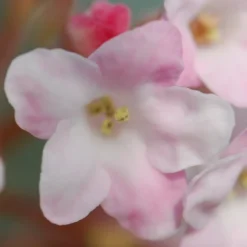 Viburnum × Bodnantense 'Charles Lamont' 6 Viburnum × Bodnantense 'Charles Lamont' -Deals Green4Ever Store pl0000004488 card3 lg